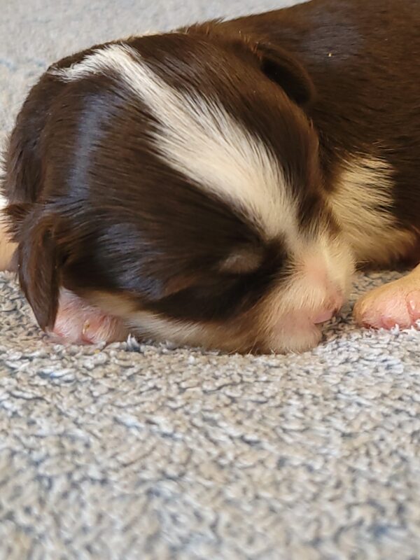 Choco's Male #2 Born 5/5/25 $2275 - Image 11