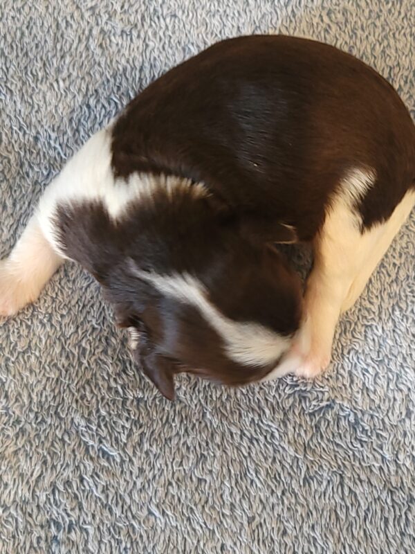 Choco's Male #2 Born 5/5/25 $2275 - Image 12