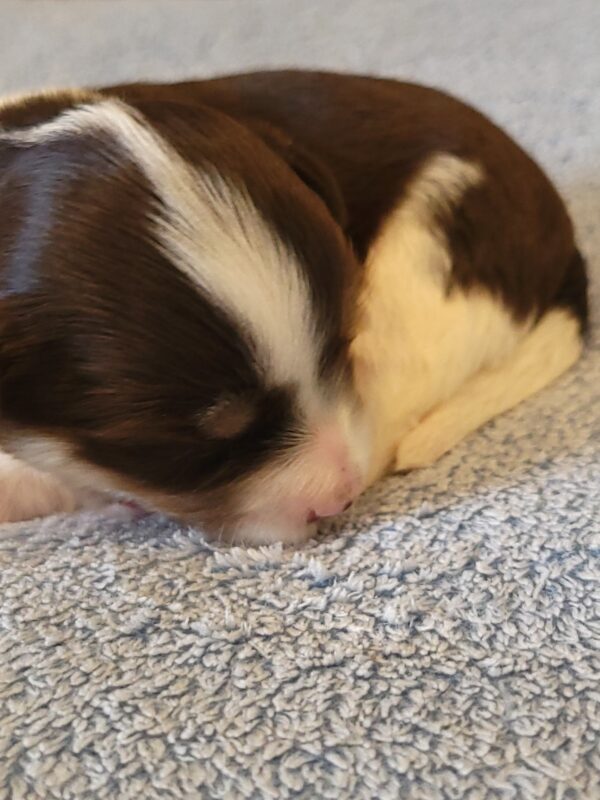 Choco's Male #2 Born 5/5/25 $2275 - Image 13