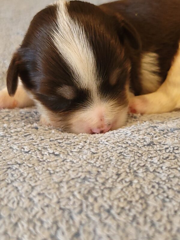Choco's Male #2 Born 5/5/25 $2275 - Image 14
