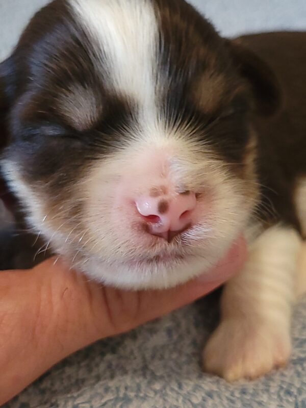 Choco's Male #2 Born 5/5/25 $2275 - Image 15
