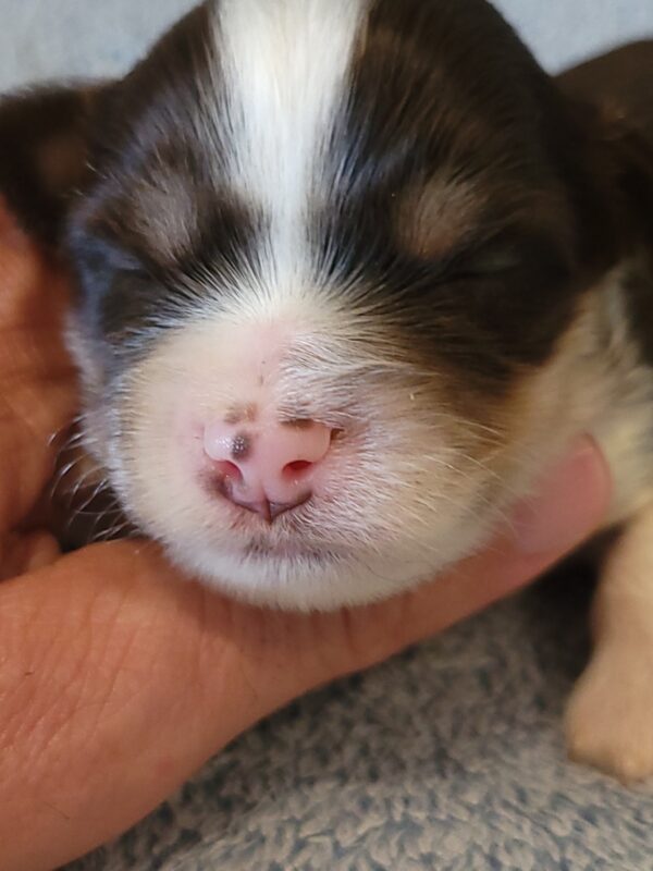 Choco's Male #2 Born 5/5/25 $2275 - Image 16