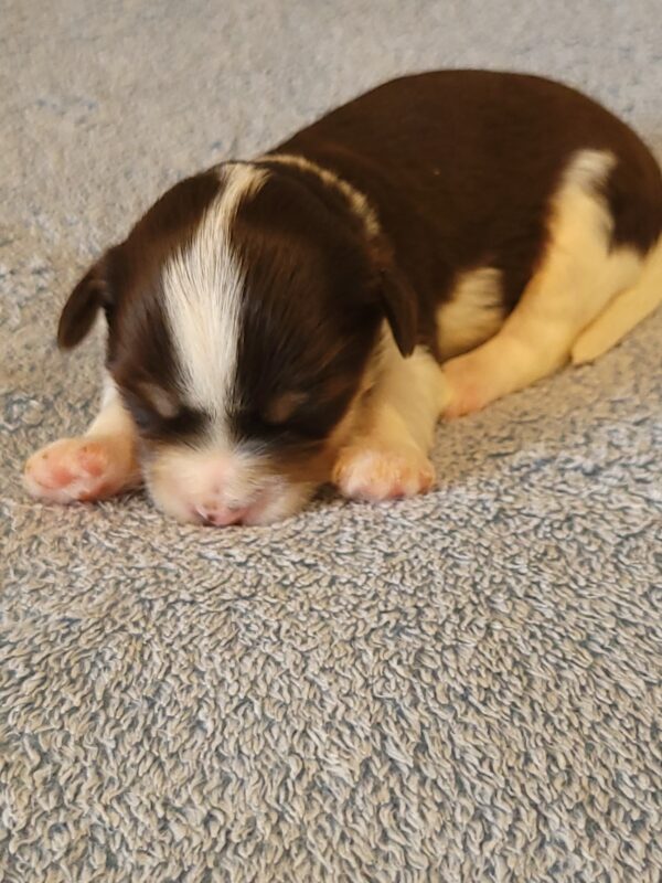 Choco's Male #2 Born 5/5/25 $2275 - Image 17