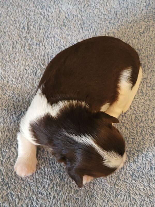 Choco's Male #2 Born 5/5/25 $2275 - Image 18
