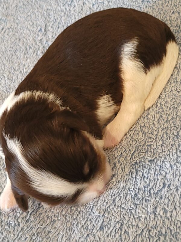 Choco's Male #2 Born 5/5/25 $2275 - Image 19