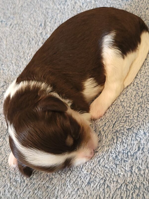 Choco's Male #2 Born 5/5/25 $2275 - Image 20