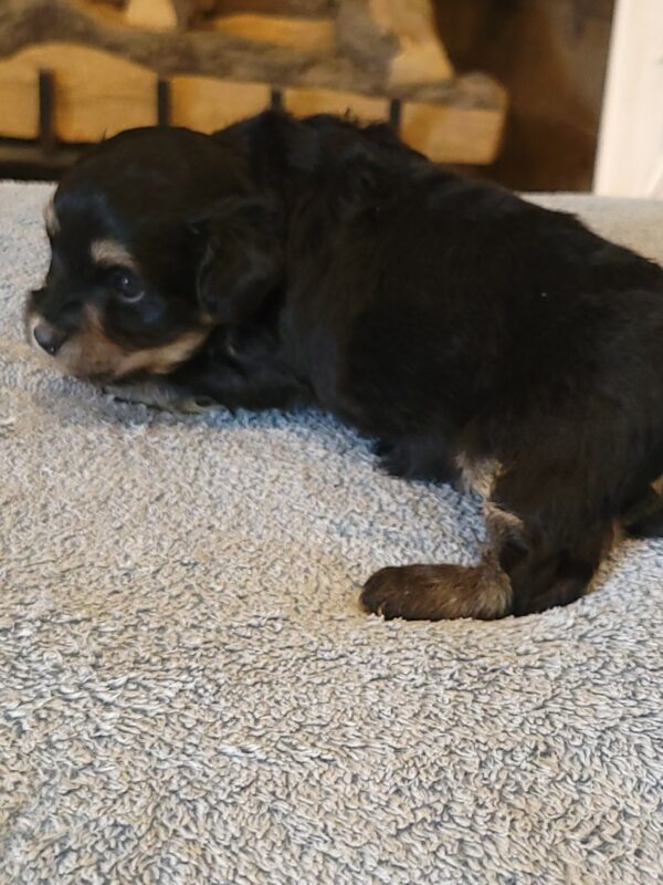 Sadie's Female #1 Born 4/21/25 $2575 is on her way home with Nicole & Ryan in Iowa! - Image 3