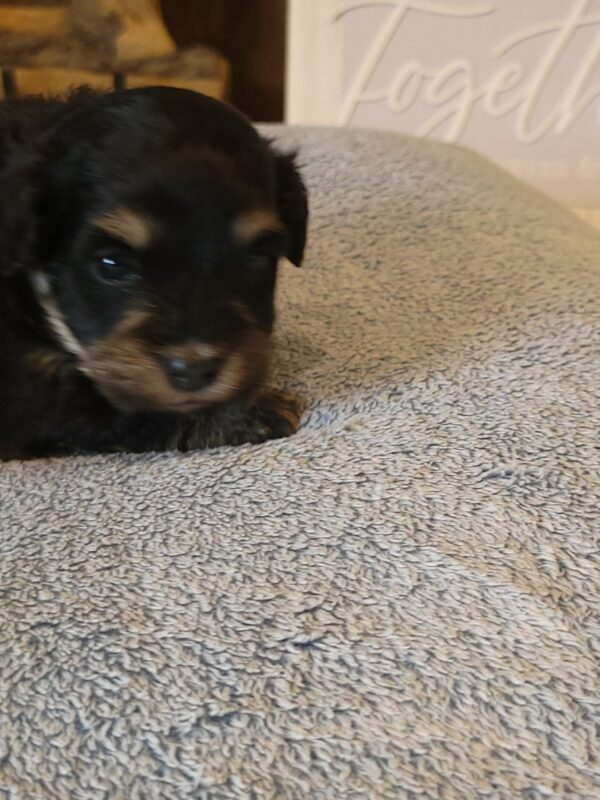 Sadie's Female #1 Born 4/21/25 $2575 is on her way home with Nicole & Ryan in Iowa! - Image 5
