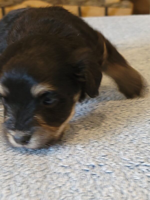Sadie's Female #1 Born 4/21/25 $2575 is on her way home with Nicole & Ryan in Iowa! - Image 6