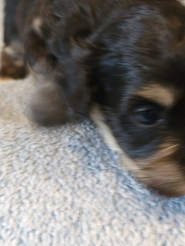 Sadie's Female #1 Born 4/21/25 $2575 is on her way home with Nicole & Ryan in Iowa! - Image 7