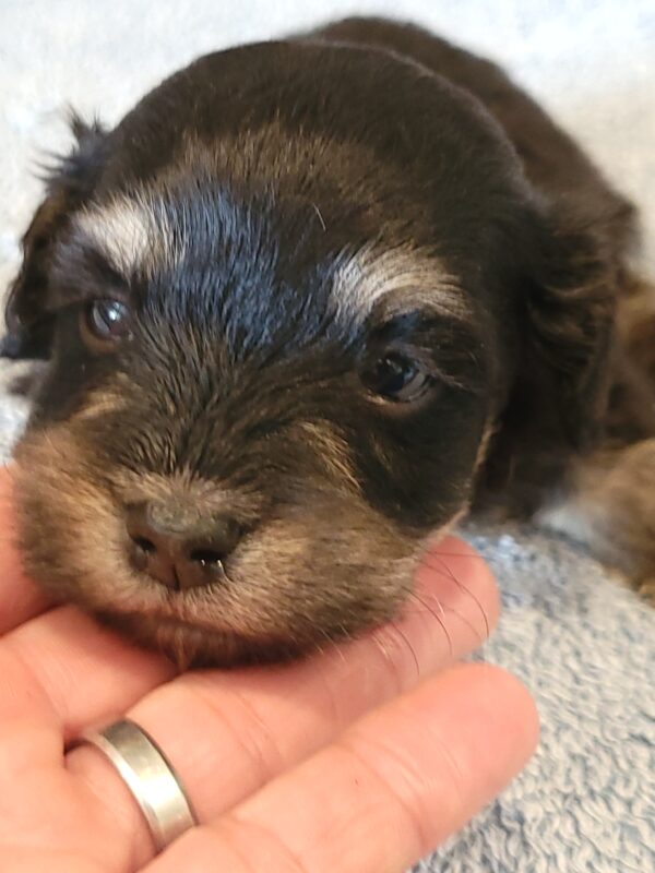 Sadie's Female #1 Born 4/21/25 $2575 is on her way home with Nicole & Ryan in Iowa! - Image 8