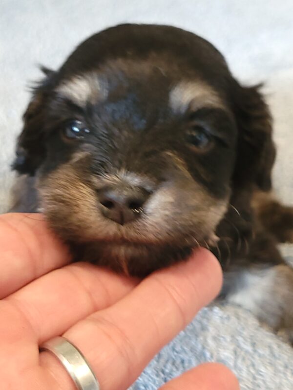 Sadie's Female #1 Born 4/21/25 $2575 is on her way home with Nicole & Ryan in Iowa! - Image 9