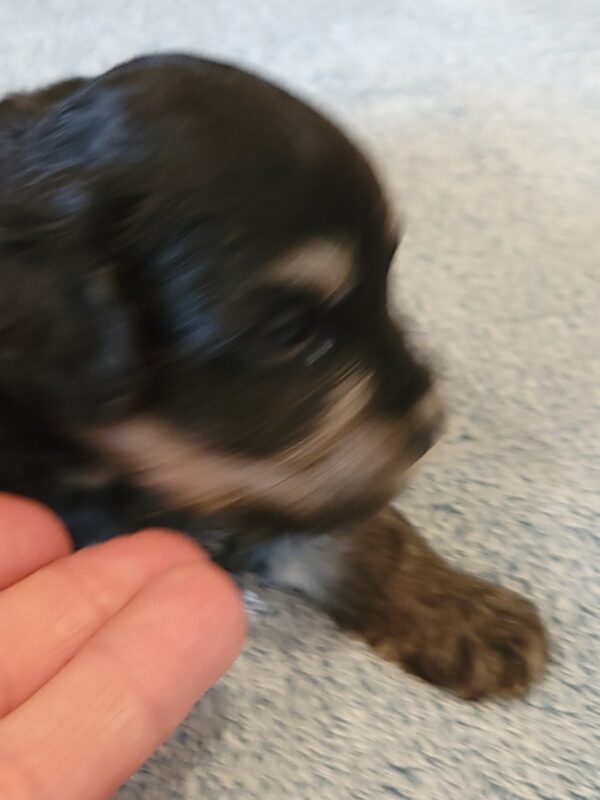 Sadie's Female #1 Born 4/21/25 $2575 is on her way home with Nicole & Ryan in Iowa! - Image 10