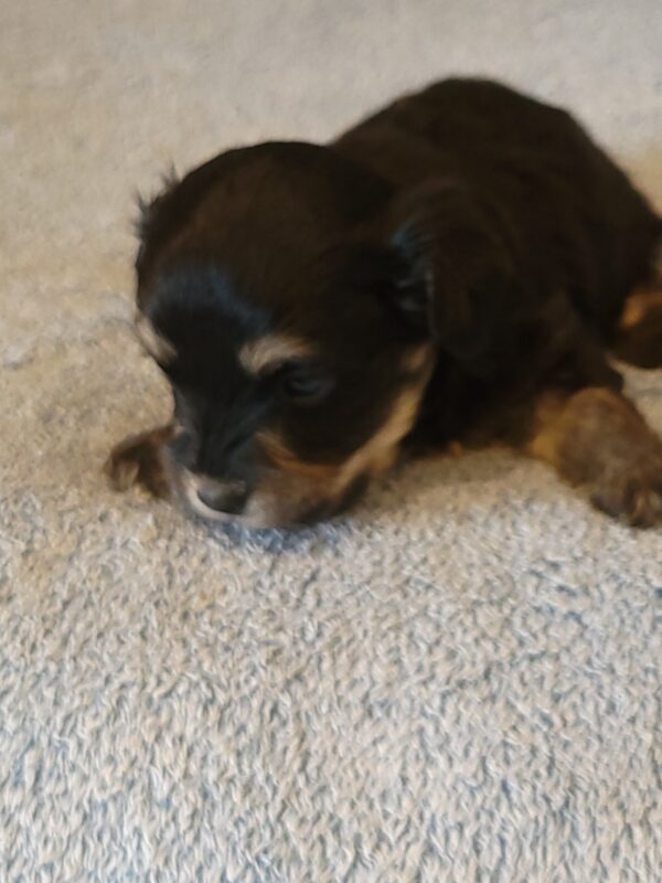 Sadie's Female #1 Born 4/21/25 $2575 is on her way home with Nicole & Ryan in Iowa! - Image 11