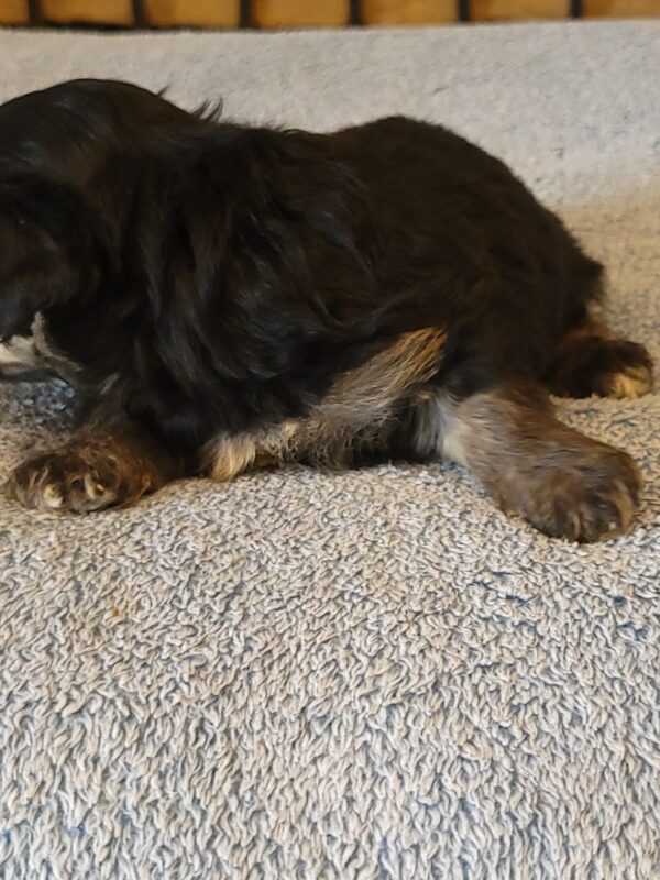 Sadie's Female #1 Born 4/21/25 $2575 is on her way home with Nicole & Ryan in Iowa! - Image 12