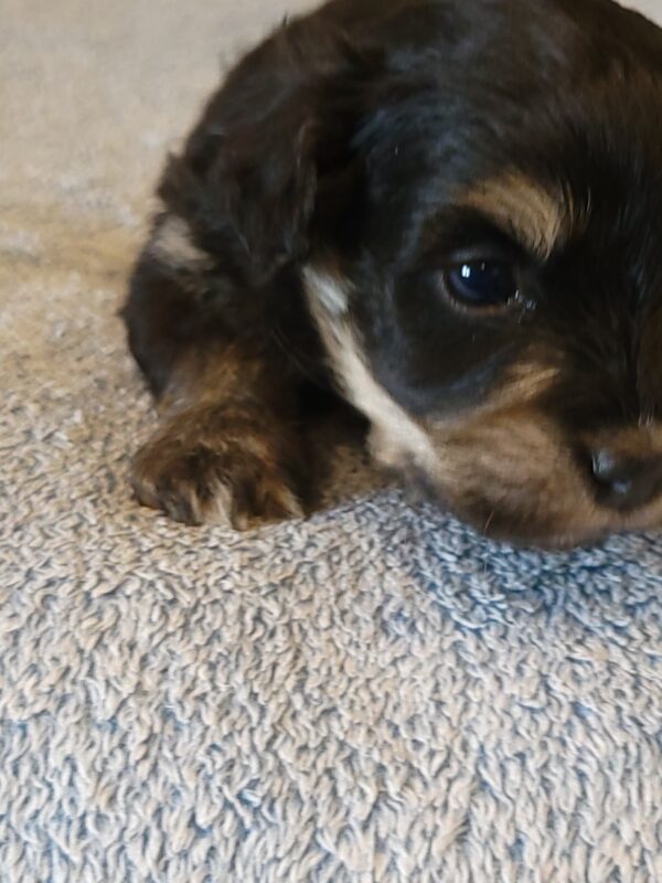 Sadie's Female #1 Born 4/21/25 $2575 is on her way home with Nicole & Ryan in Iowa! - Image 13