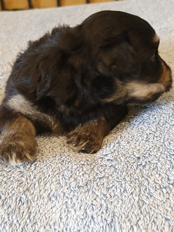 Sadie's Female #1 Born 4/21/25 $2575 is on her way home with Nicole & Ryan in Iowa! - Image 14