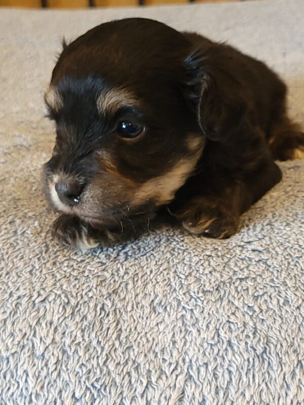 Sadie's Female #1 Born 4/21/25 $2575 is on her way home with Nicole & Ryan in Iowa! - Image 15