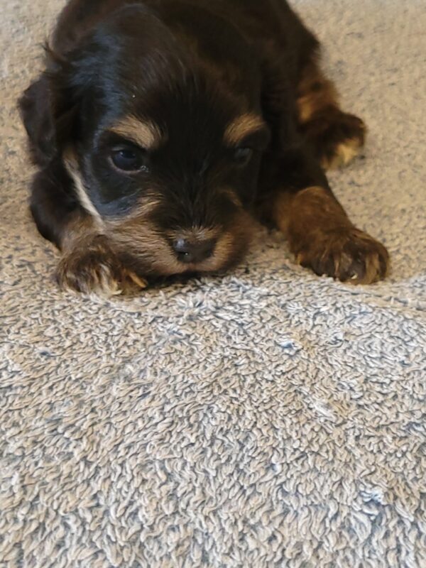 Sadie's Female #1 Born 4/21/25 $2575 is on her way home with Nicole & Ryan in Iowa! - Image 16