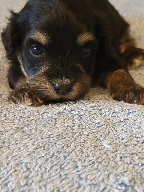 Sadie's Female #1 Born 4/21/25 $2575 is on her way home with Nicole & Ryan in Iowa! - Image 17