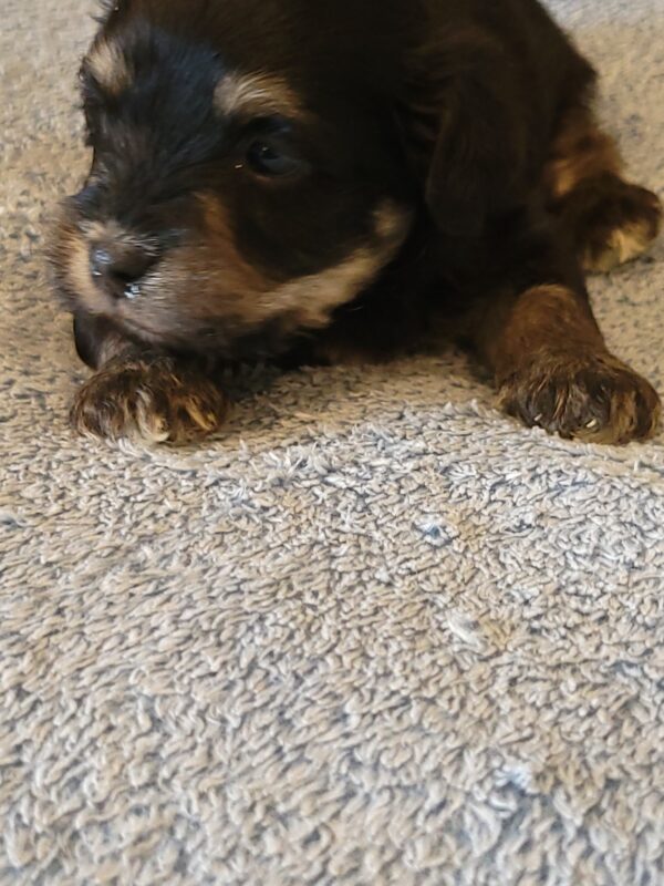 Sadie's Female #1 Born 4/21/25 $2575 is on her way home with Nicole & Ryan in Iowa! - Image 18