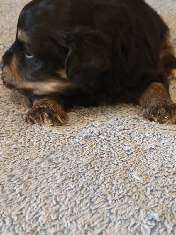 Sadie's Female #1 Born 4/21/25 $2575 is on her way home with Nicole & Ryan in Iowa! - Image 19