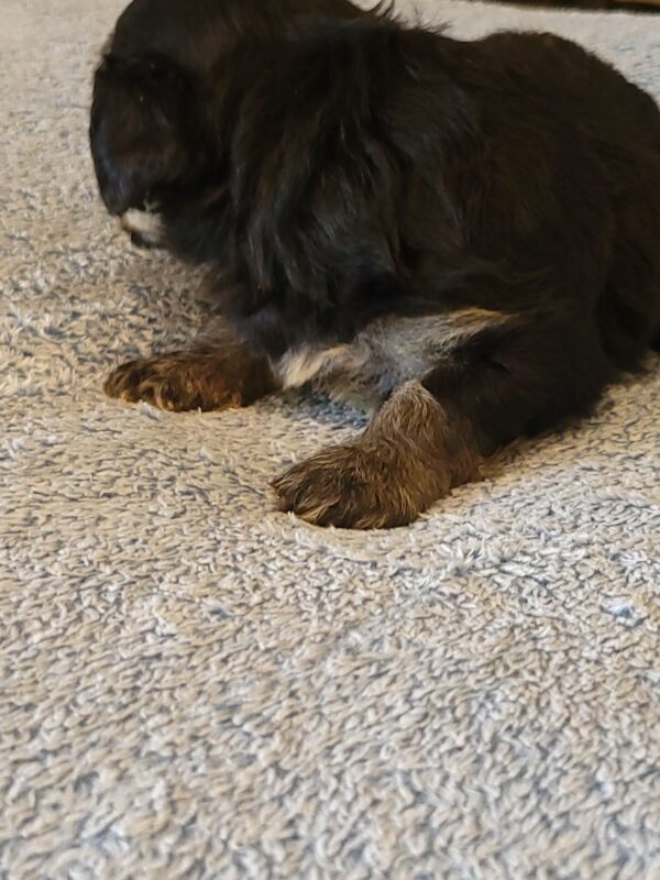 Sadie's Female #1 Born 4/21/25 $2575 is on her way home with Nicole & Ryan in Iowa! - Image 20