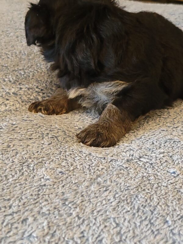 Sadie's Female #1 Born 4/21/25 $2575 is on her way home with Nicole & Ryan in Iowa! - Image 21