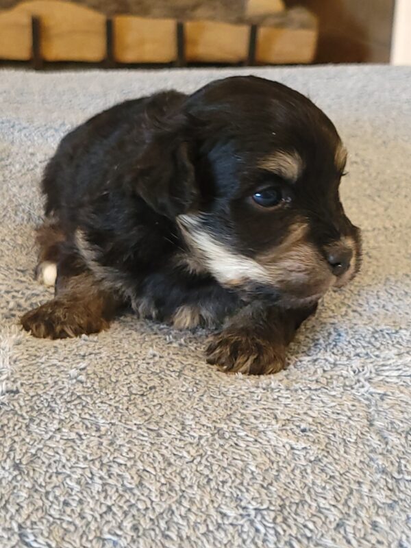 Sadie's Female #1 Born 4/21/25 $2575 is on her way home with Nicole & Ryan in Iowa! - Image 22