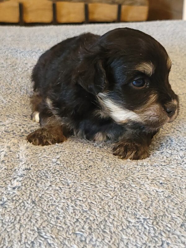 Sadie's Female #1 Born 4/21/25 $2575 is on her way home with Nicole & Ryan in Iowa! - Image 23