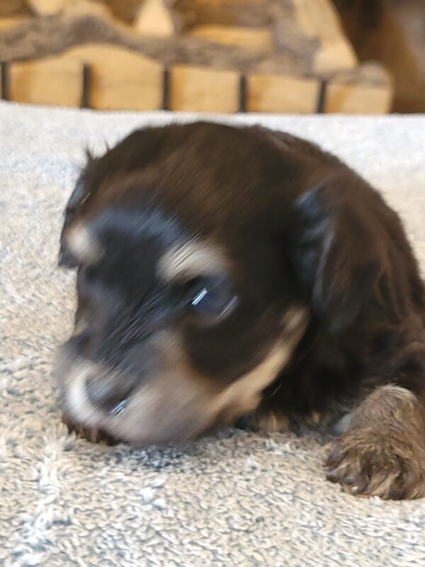Sadie's Female #1 Born 4/21/25 $2575 is on her way home with Nicole & Ryan in Iowa! - Image 24