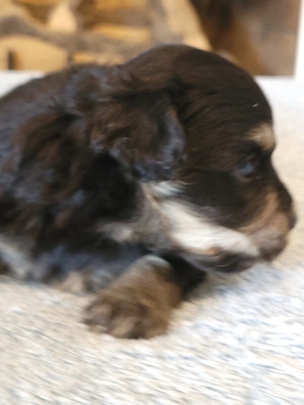 Sadie's Female #1 Born 4/21/25 $2575 is on her way home with Nicole & Ryan in Iowa! - Image 25