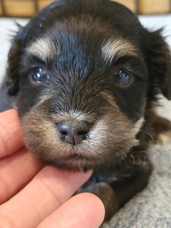Sadie's Female #1 Born 4/21/25 $2575 is on her way home with Nicole & Ryan in Iowa! - Image 26