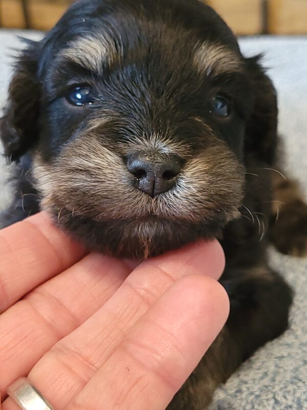 Sadie's Female #1 Born 4/21/25 $2575 is on her way home with Nicole & Ryan in Iowa! - Image 27