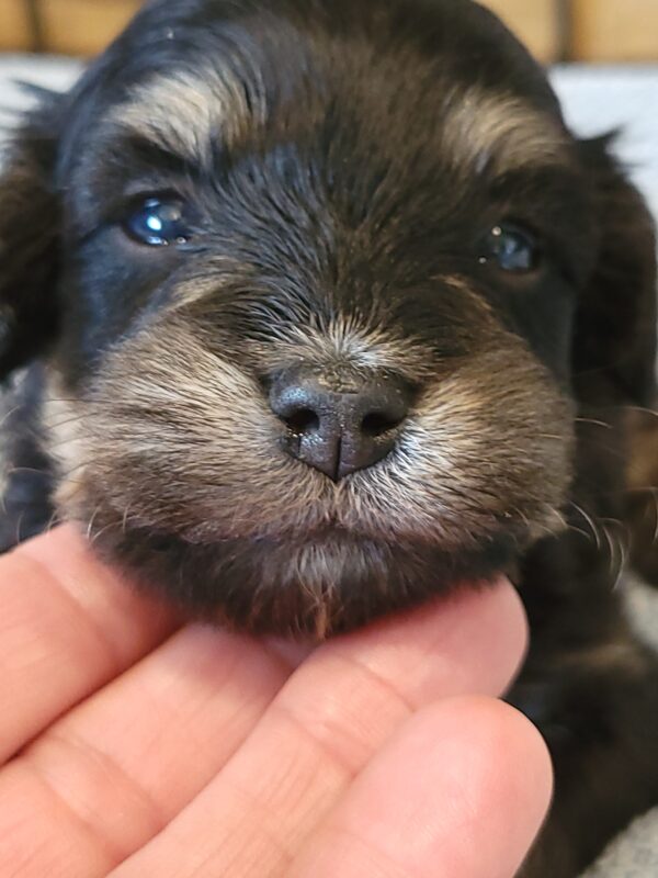 Sadie's Female #1 Born 4/21/25 $2575 is on her way home with Nicole & Ryan in Iowa! - Image 2