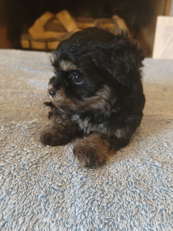Polly's Female #3 Born 4/1/25 $2275  is on his way home to Kentucky with Kelly! - Image 16