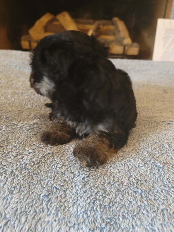 Polly's Female #3 Born 4/1/25 $2275  is on his way home to Kentucky with Kelly! - Image 17