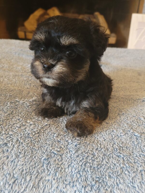 Polly's Female #3 Born 4/1/25 $2275  is on his way home to Kentucky with Kelly! - Image 18