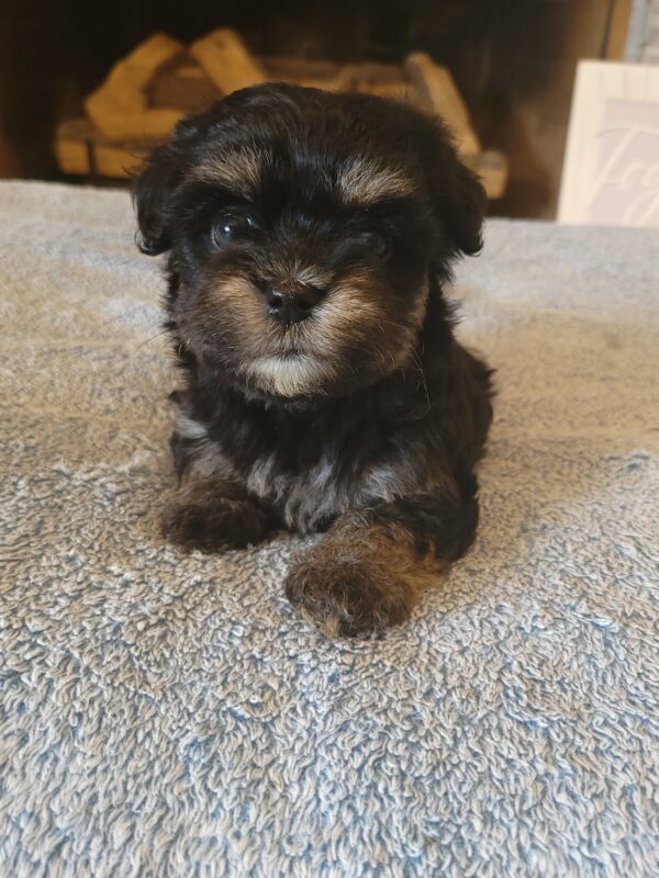 Polly's Female #3 Born 4/1/25 $2275  is on his way home to Kentucky with Kelly! - Image 19