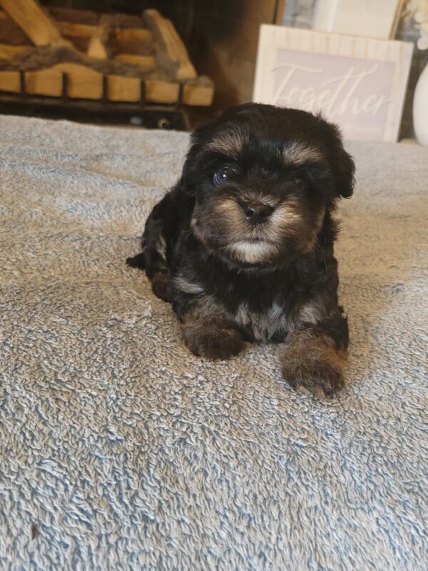Polly's Female #3 Born 4/1/25 $2275  is on his way home to Kentucky with Kelly! - Image 20