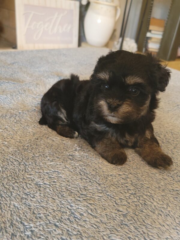 Polly's Female #3 Born 4/1/25 $2275  is on his way home to Kentucky with Kelly!