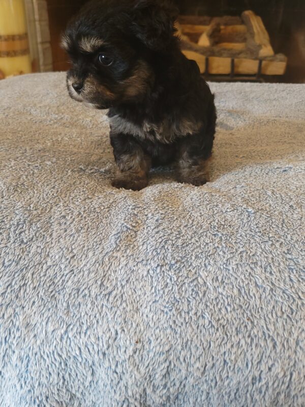 Polly's Female #3 Born 4/1/25 $2275  is on his way home to Kentucky with Kelly! - Image 27