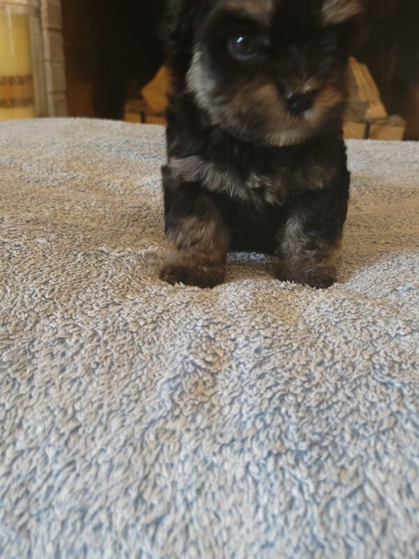 Polly's Female #3 Born 4/1/25 $2275  is on his way home to Kentucky with Kelly! - Image 28