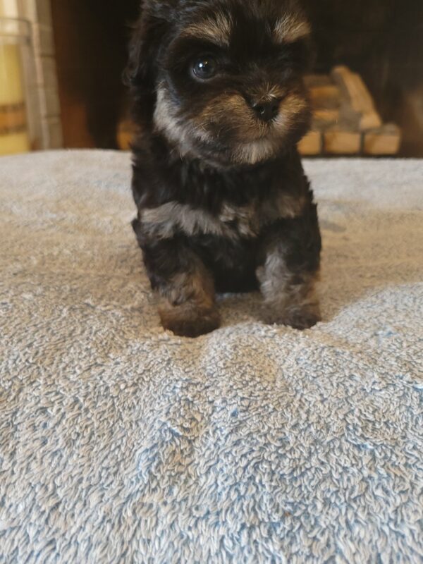 Polly's Female #3 Born 4/1/25 $2275  is on his way home to Kentucky with Kelly! - Image 29