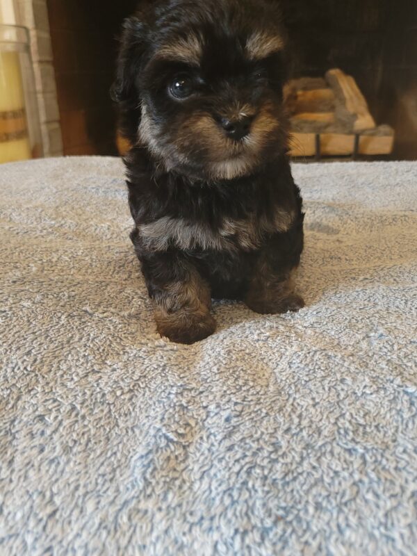 Polly's Female #3 Born 4/1/25 $2275  is on his way home to Kentucky with Kelly! - Image 30