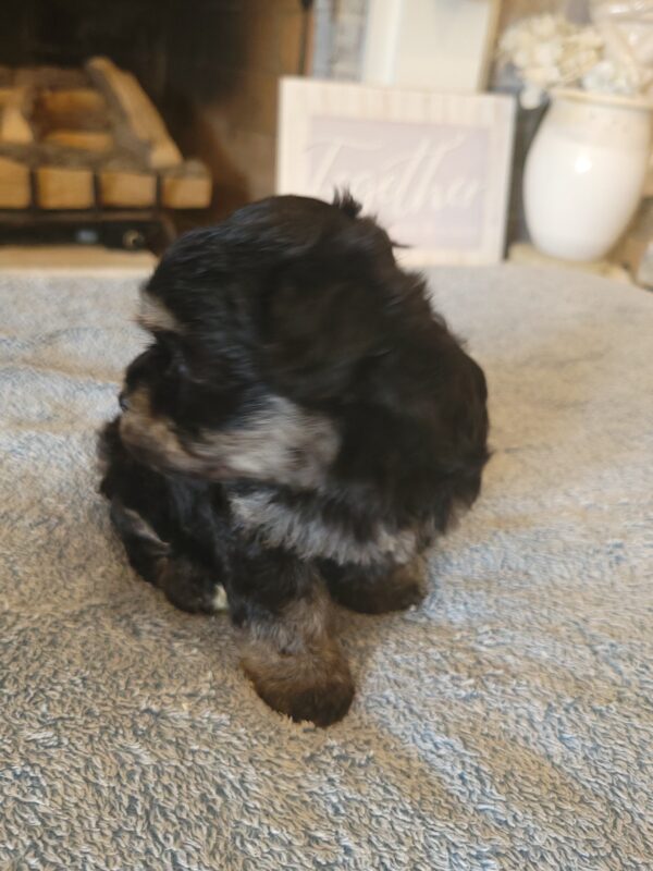 Polly's Female #3 Born 4/1/25 $2275  is on his way home to Kentucky with Kelly! - Image 32