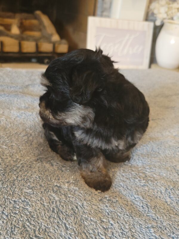 Polly's Female #3 Born 4/1/25 $2275  is on his way home to Kentucky with Kelly! - Image 33