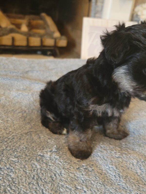 Polly's Female #3 Born 4/1/25 $2275  is on his way home to Kentucky with Kelly! - Image 34