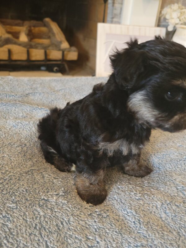 Polly's Female #3 Born 4/1/25 $2275  is on his way home to Kentucky with Kelly! - Image 35