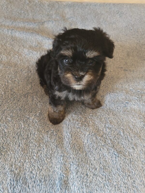 Polly's Female #3 Born 4/1/25 $2275  is on his way home to Kentucky with Kelly! - Image 36